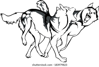 fight of dogs