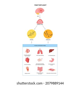 Fight Or Flight Reaction. Stress Response System. Hypothalamic Pituitary Adrenal Axis. Anatomy Of Adrenal And Pituitary Glands. Adrenaline And Cortisol Hormones In Human Body Flat Vector Illustration.