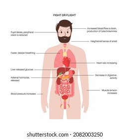 Fight Or Flight Reaction. Stress Response System. Hypothalamic Pituitary Adrenal Axis. Anatomy Of Adrenal And Pituitary Glands. Adrenaline And Cortisol Hormones In Human Body Flat Vector Illustration