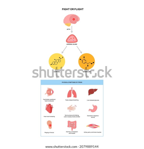 Fight Flight Reaction Stress Response System Stock Vector (Royalty Free ...