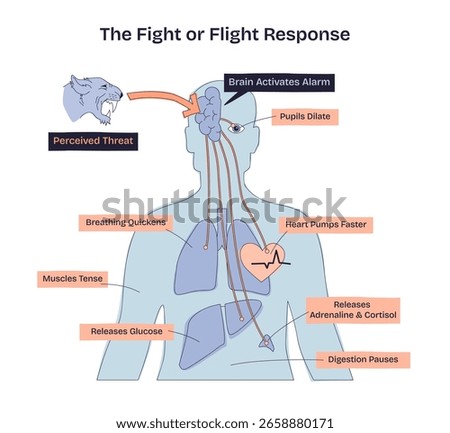 Fight or flight response shows how the brain reacts to threats, with heart, lungs, and muscles highlighted. Doodle style diagram