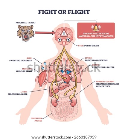 Fight or flight response shows how the body reacts to threats, key objects, brain, heart, tiger. Outline diagram