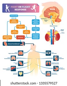 Fight Or Flight Response Vector Illustration. Labeled Organ Response Scheme In Danger Situations. Chemical Anatomical Process Diagram With Explained Inner Organs Activity. Educational Infographics.