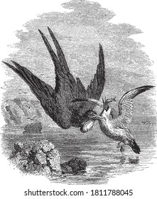 Fight of the frigate and the madman, From the Dictionary of Word and Things, 1888.