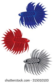 fighting fish