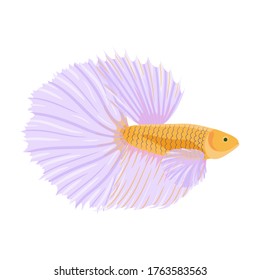 Fighting fish vector illustration, isolated on white background. Cartoon betta or cockerel fish in flat style. Vector hand drawn illustration of a siamese fish.