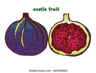  Figs beautiful vector illustration of exotic fruit,white background