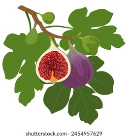 Figs branch with green leaves isolated on white background. Vector illustration.
