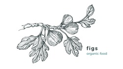 Figs Branch, Plant. Vector Nature Tree, Raw Fruit, Leaves On White Background. Art Hand Drawn Sketch, Illustration. Vintage Botanical Engraving. Sweet Fresh Food. Farm Plantation
