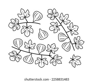 Figs branches and fig fruit vector line icons. Nature and ecology. Fig, leaves, plant, icon, drawing, fetus and more. Isolated collection of line icons fig branches on white background.
