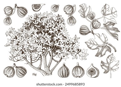 Figs collection with fig tree, branched and ripe fruits