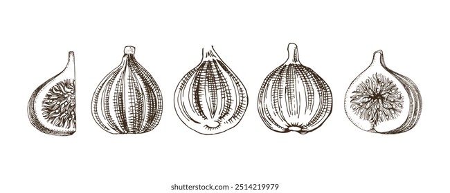 Coleção de figos com figos maduros e frutos fatiados