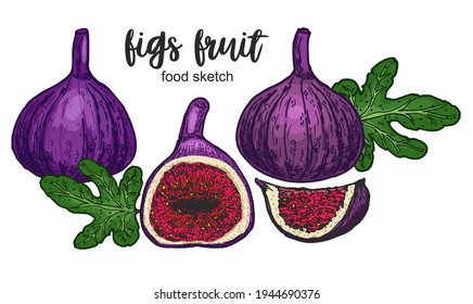 Zahlen. Komposition mit ganzen, geschnittenen Früchten. Zeichnen in buntem Skizzenstil. Das Essen ist mit Obst. Handgezeichnete Feigenskizze. Vektorgrafik. Farbskizze