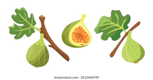 Figs. Flat vector, clipart illustration isolated on white background.