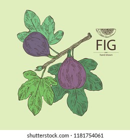 Figs: fruit and branch of a fig. Vector hand drawn illustration.
