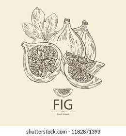 Figs: fruit and piece of fig. Vector hand drawn illustration.