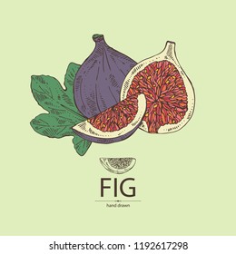 Figs: fruit and piece of fig. Vector hand drawn illustration.
