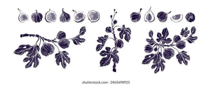 Colección de textura de grunge de higos. Rama botánica de Vector, fruta grabada, hojas vintage. Dibujado a mano del arte de la ilustración de ficus carica aislado sobre fondo blanco. Dulce comida exótica. Cosecha de la granja