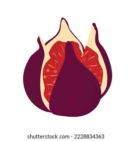 Figs and its half close-up. Tropical fruit. Purple sweet fruit. vector stock illustration. isolated on a white background.