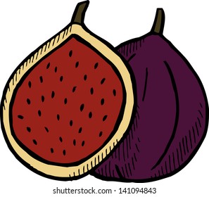 Figs. Hand drawn illustration.