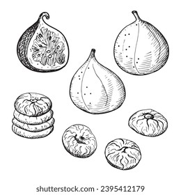 Figs hand drawn vector illustration. Engraved drawing of fresh sycamine and dry fruits fig tree, healthy eating, delicious dessert, oriental sweets, fruit harvest. For print label, badge, card, logo