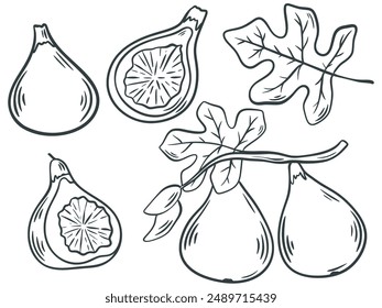 Figs hand engraving isolated vector illustration set