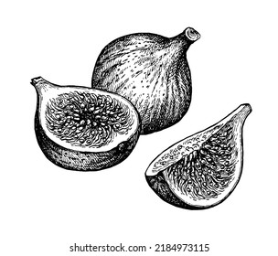 Figs ink sketch. Hand drawn vector illustration isolated on white background. Vintage style stroke drawing.