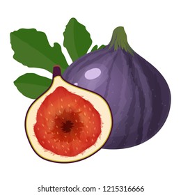 Figs isolated on white background.  Purple fig fruit vector illustration