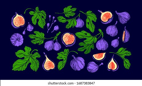 Figs juicy set. Vector color fruit, texture green leaf, bright pulp inside, seed. Botanical group of isolate. Art hand drawn vintage illustration. Sweet exotic food. Summer harvest