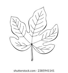 Figs leaf drawing contour, hand drawn doodle, isolated, white background.