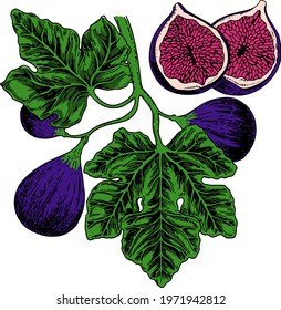 Figs with leaves in color. Vector