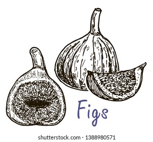 Figs. Realistic vector illustration of plant. Fruit of fig tree isolated on white background. Hand drawing sketch. Decoration for the menu and kitchen design. 