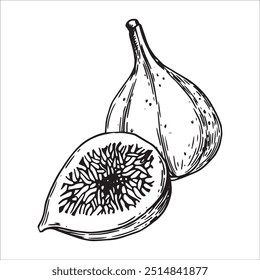 figs, ripe fruit. linear drawing in sketch style
