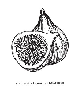 Higos, fruta madura. Dibujo lineal en estilo de boceto