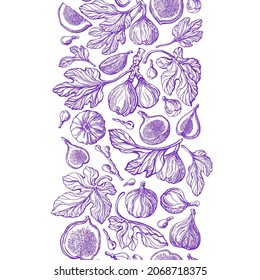 Figs seamless pattern, decorative border. Vintage texture branch, rustic fruit. Vector strip on white background. Organic exotic fruit. Summer vitamin fresh food