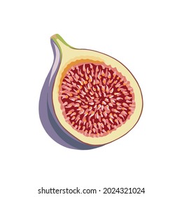 Figs with seeds. Half a juicy fruit. Vector illustration isolated on white background.