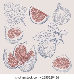 Figs set fruit leaves graphics 