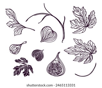 Figs set. Twigs, fruits, leaves. Vector illustration in graphic style. Cards, invitations, food and cosmetic labels, covers, menus, banners, posters.