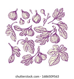Juego de hilos. Rama de boceto vectorial, fruta grabada, hoja de textura vintage. Ilustración vintage dibujada a mano en fondo blanco. Grupo botánico de aislamiento. Fruta exótica dulce. Cosecha
