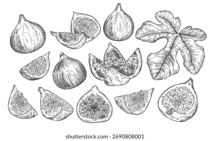 Conjunto de estilos de esboço de figuras. Frutos de figueira isolados sobre fundo branco. Desenho de mão preto e branco vintage. Melhor para o menu e design de cozinha.