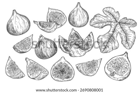 Figs sketch style set. Fruit of fig tree isolated on white background. Vintage black and white hand drawing. Best for the menu and kitchen design.