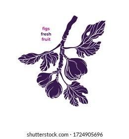 Figs symbol. Vector tree, branch, silhouette fruit, leaf. Botanical texture shape, vintage engraving. Art illustration, texture isolate on white background. Vegan sweet product
