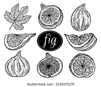 Figs vector collection. Whole juicy fruit, half, slice, garden tree leaf. Monochrome outline of fresh and dried desserts. Food sketch, hand drawn illustration isolated on white background