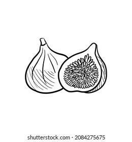 figs, vector drawing sketch of fruits isolated at white background, hand drawn illustration