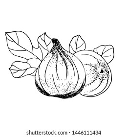 Figs vector illustration. Engraved organic food hand drawn sketch engraving illustration. Black white apple isolated on white background
