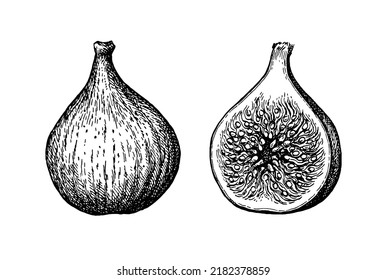 Figs. Whole fruit and half. Ink sketch isolated on white background. Hand drawn vector illustration. Retro style.
