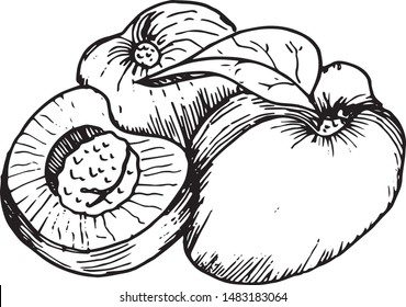 Figure apricots perform in hatching technique.