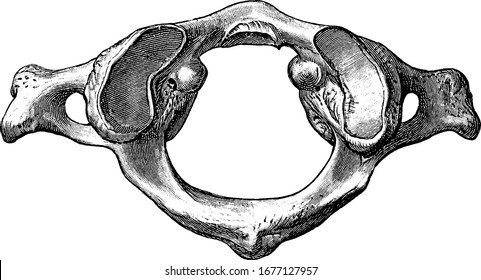 Figure of Atlas, it is the most superior cervical vertebra of the spine, vintage line drawing or engraving illustration.