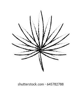 figure beautiful leaf of the exotic plants in the forest