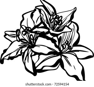 Figure bouquet of lilies on a white  background